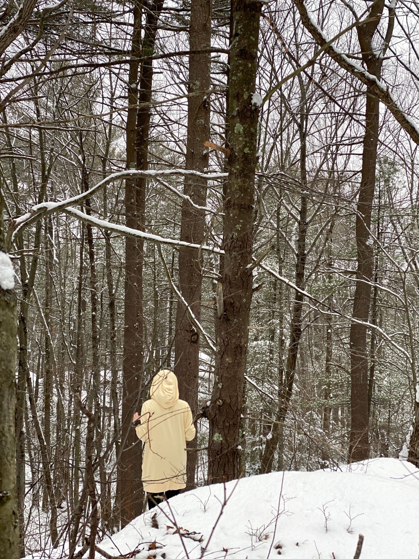 maeve hooded pullover in butter