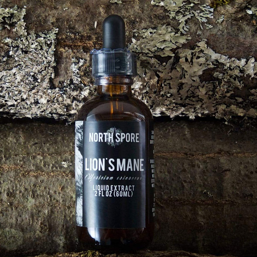 lion's mane liquid extract